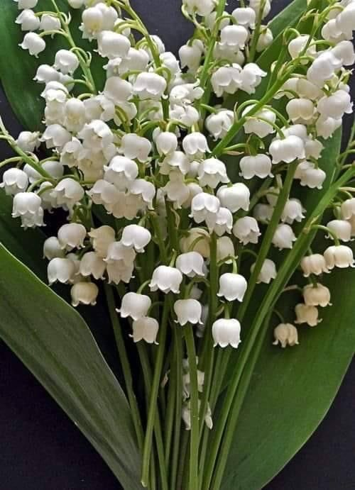 Lily of the valley