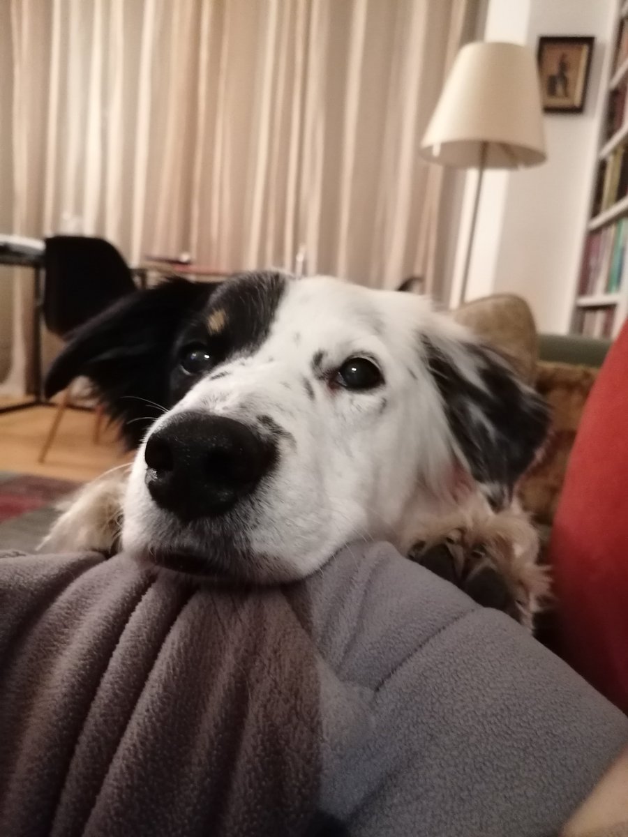 MarthaRichler's tweet photo. @truebritgbr @rickygervais Sending best wishes from Bandit. You were always so kind to her when you saw her. You're a good dog, too. https://t.co/6eZGk533G5
