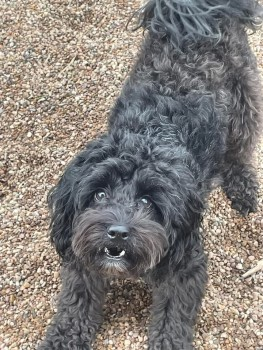 millypod1's tweet photo. NEED TO LOCATE FINDER. Picked up by a man who said he would take the vets but franky has not arrived at any vets.
๐24 JAN 2025 #Lost NACHO #ScanMe #Tagged
Black Cockerpoo Male
#Hillfields #Coventry #WestMidlands #CV1 https://t.co/DZdlAQzPVM https://t.co/DOBCXeXQkp
