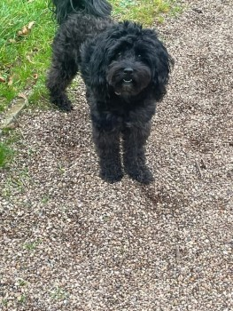 millypod1's tweet photo. NEED TO LOCATE FINDER. Picked up by a man who said he would take the vets but franky has not arrived at any vets.
๐24 JAN 2025 #Lost NACHO #ScanMe #Tagged
Black Cockerpoo Male
#Hillfields #Coventry #WestMidlands #CV1 https://t.co/DZdlAQzPVM https://t.co/DOBCXeXQkp