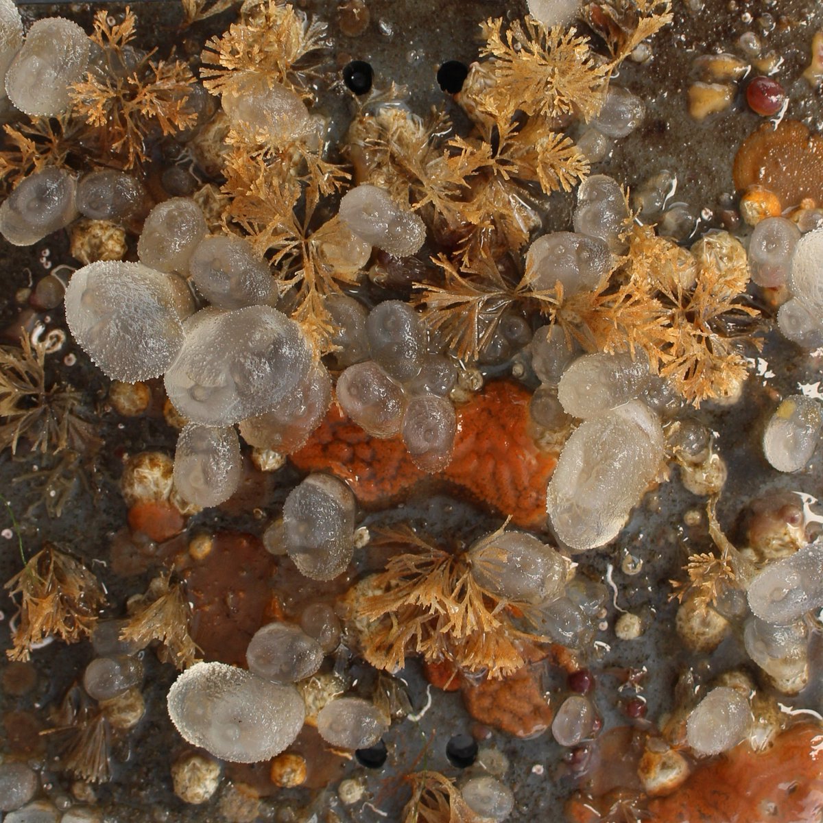 SERC Marine Invasions Research Lab tweet media