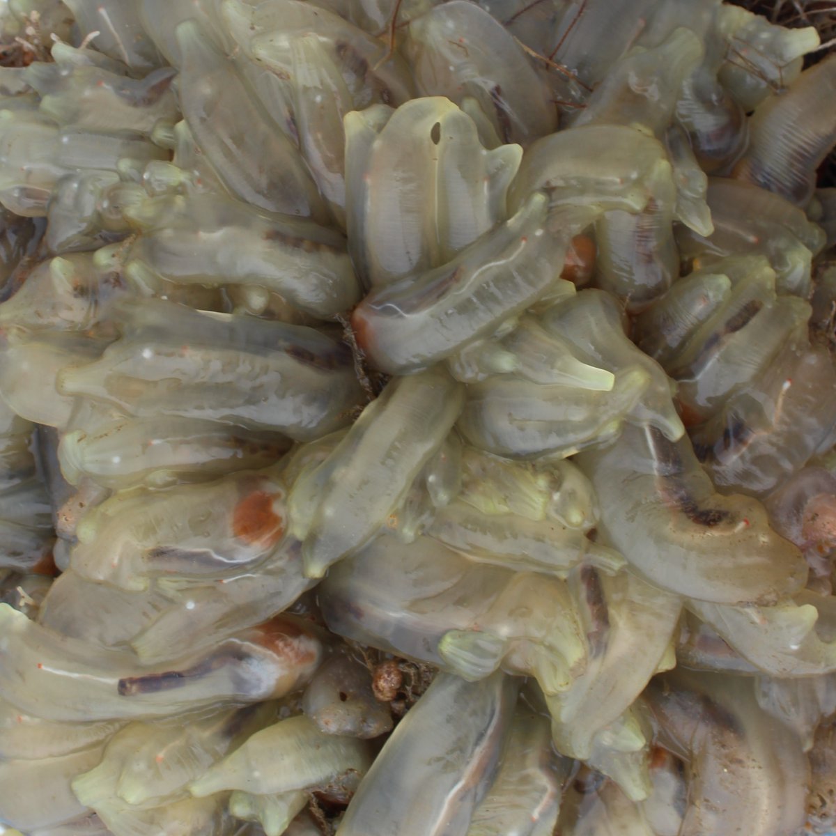 SERC Marine Invasions Research Lab tweet media