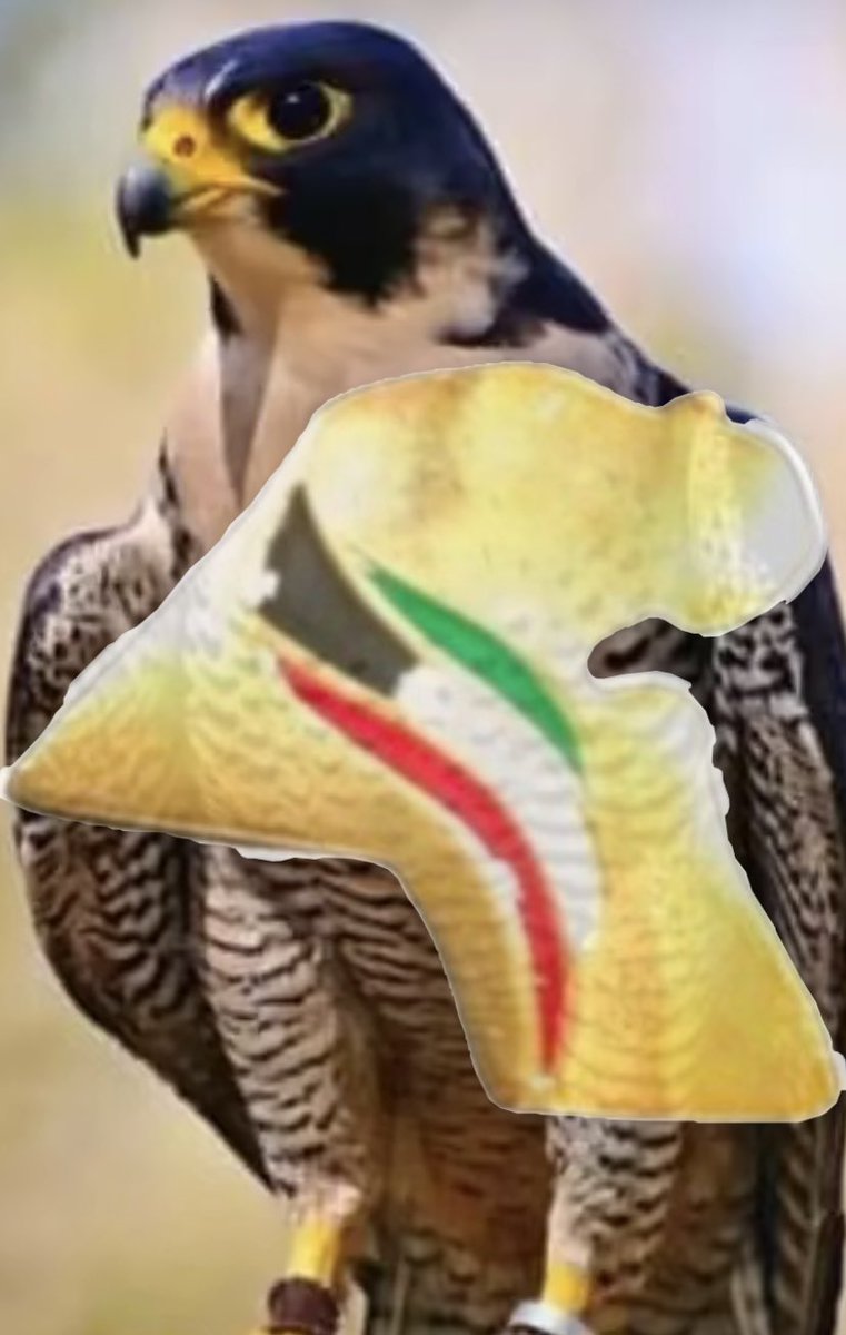 هيا هيا .. هيا القادسية 💛🖤💛🖤💛