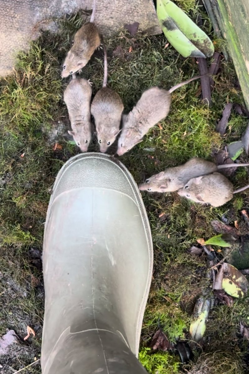 mousebybrambles's tweet photo. The mouse family at my welly boot https://t.co/vw6ahJ9SUR
