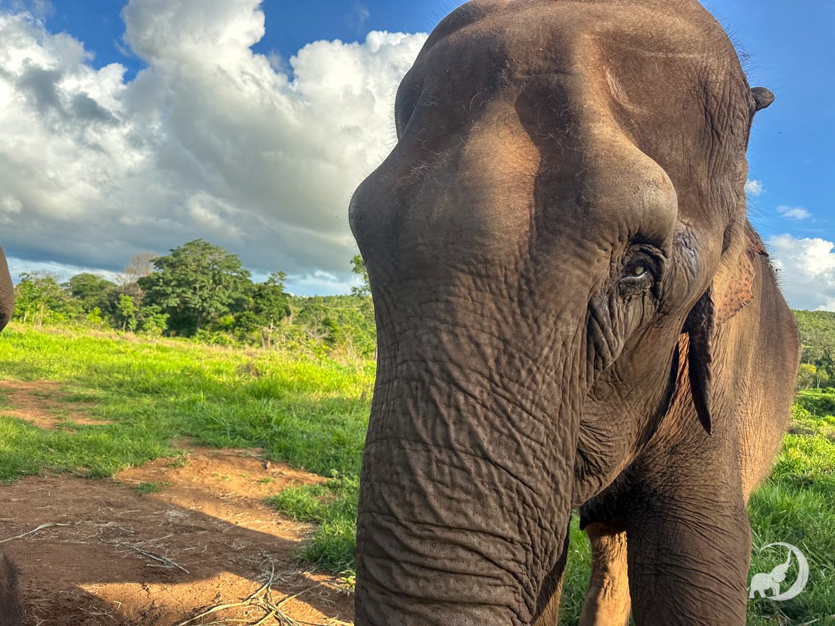 Happy EleFACT Friday. There have been several studies in the news lately about how bees can be used to aid in #elephant and human interactions in the wild. Is it true that something as simple as a honey bee can scare an animal as large as an elephant? Today we’ll take a closer