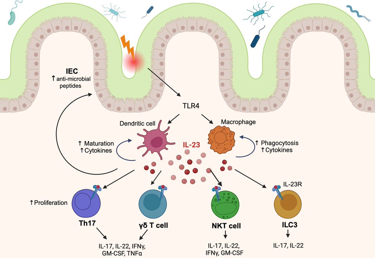 Frontline Gastro (@frontgastro_bmj) on Twitter photo Excellent #IBD review by Colwill, <a href="/jennie_clough/">Jennie Clough</a> <a href="/SamanthaIBD/">SamanthaIBD</a> <a href="/PeyrinBiroulet/">Laurent Peyrin-Biroulet</a> <a href="/Sash_Honap/">Sailish Honap</a> et al on anti-IL-23 advanced therapies entitled
"Landscape of anti-IL-23 therapy in inflammatory bowel disease: recent advances" via fg.bmj.com/content/early/…
It is OPEN ACCESS so free to Excellent #IBD review by Colwill, <a href="/jennie_clough/">Jennie Clough</a> <a href="/SamanthaIBD/">SamanthaIBD</a> <a href="/PeyrinBiroulet/">Laurent Peyrin-Biroulet</a> <a href="/Sash_Honap/">Sailish Honap</a> et al on anti-IL-23 advanced therapies entitled
"Landscape of anti-IL-23 therapy in inflammatory bowel disease: recent advances" via fg.bmj.com/content/early/…
It is OPEN ACCESS so free to