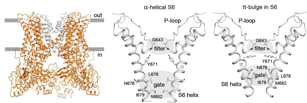 Dynamic molecular portraits of ion-conducting pores characterize functional states of TRPV channels. doi.org/10.1038/s42004…