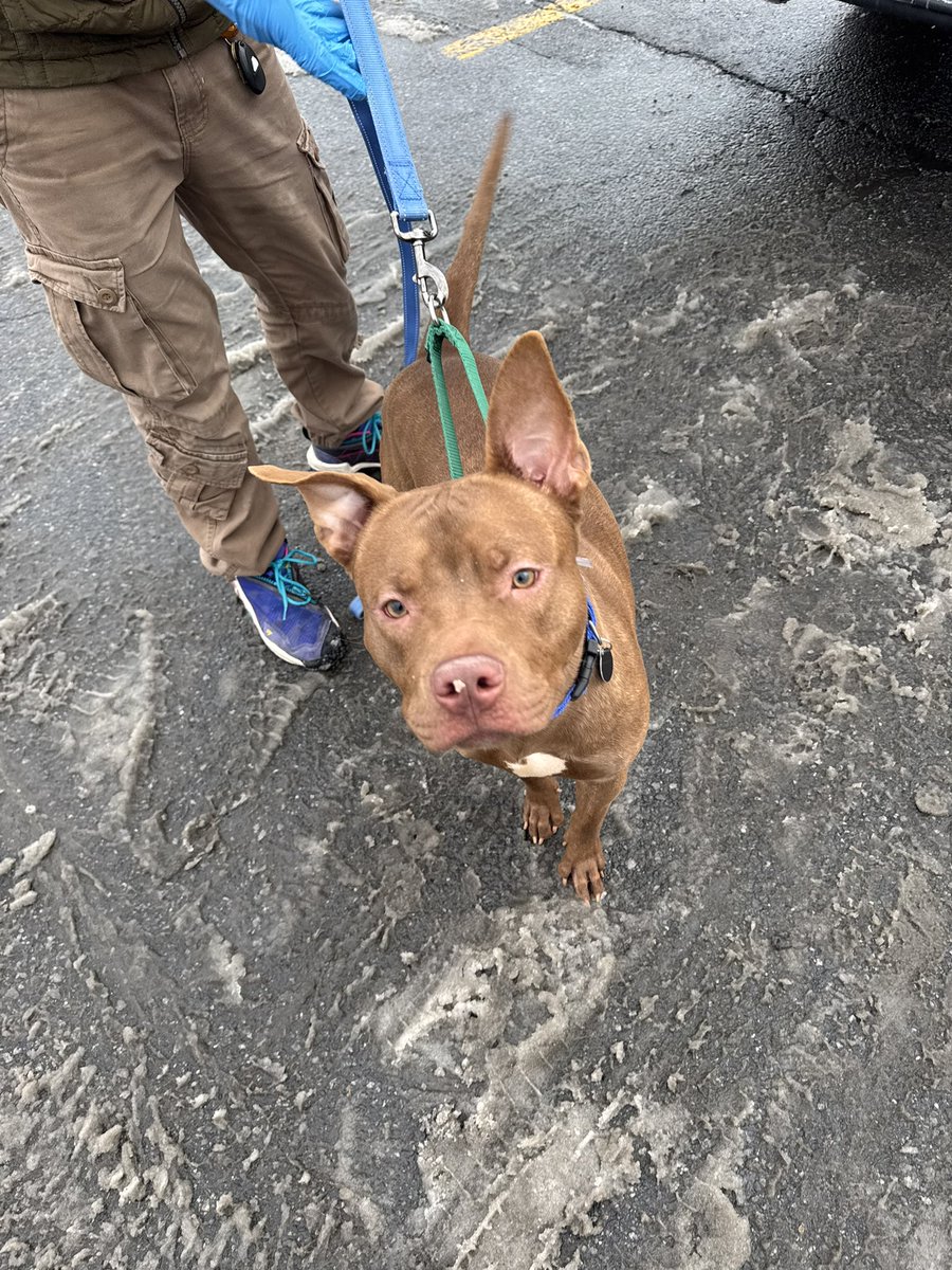 MiracleLnResq's tweet image. #Haystack has officially arrived 
#NYCACC

#Decompression #Training #Home

That’s how we will handle his behaviors.

You won’t be failed again my boy 💜

@TAPNYACC @notthesameone2 @MorgFairsdogs