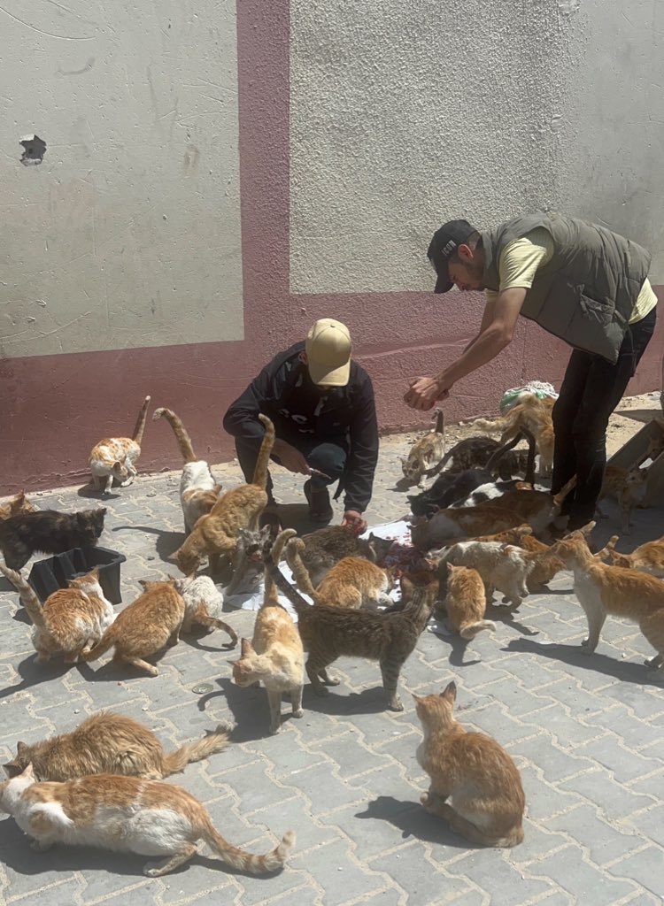 RescueCare's tweet photo. 😿🫂🙏🙏🆘🆘🆘🐾🆘🫂🫶🏻🌸
PayPal: https://t.co/bUftOnU1WY
GFM: https://t.co/KDYiZtL9x2 https://t.co/3e78kqRkjd