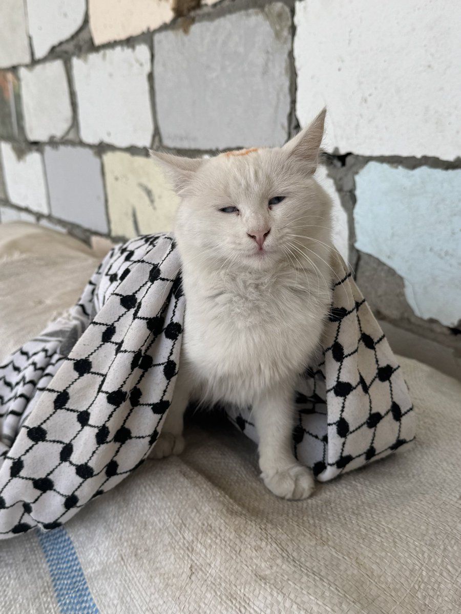 PLEASE DON'T SKIP ME :((
🙏🙏
Pray for my cat
I cannot look at my cat when she is in severe pain. Please pray for my cat

gofund.me/f9cbd462