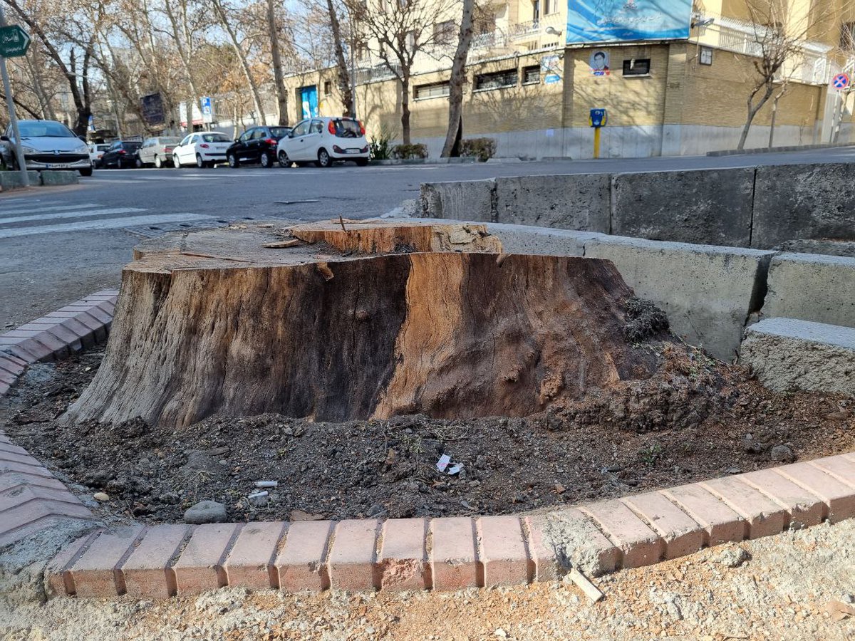 zahrakeshvari's tweet photo. قطع درختان سالم خیابان ایتالیا در تهران. مردم محل از قطع درختان پارکی در خیابان میرزای شیرازی خبر می دهند.  همچنین درختان قدیمی در خیابان فلسطین هم قطع شده اند. عکس ها متعلق به خیابان ایتالیا است. https://t.co/zOluqy03Yu