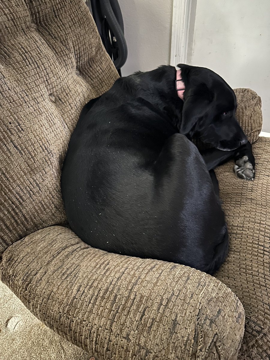 ReviewFischer's tweet image. Dogs make everything better. I love Labrador Retrievers and my dog is the best.
#dog #blacklab #LabradorRetriever #mansbestfriend