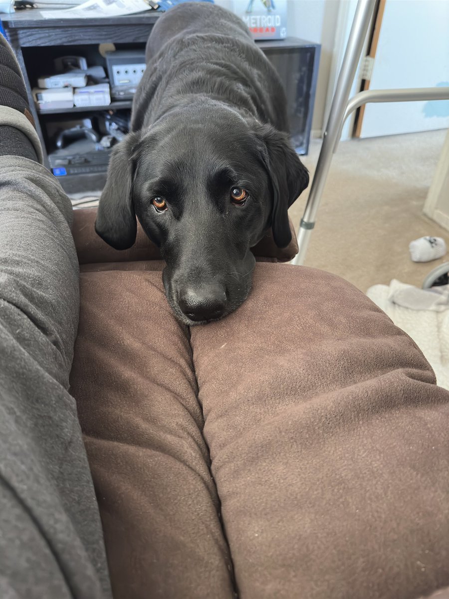 ReviewFischer's tweet image. Dogs make everything better. I love Labrador Retrievers and my dog is the best.
#dog #blacklab #LabradorRetriever #mansbestfriend