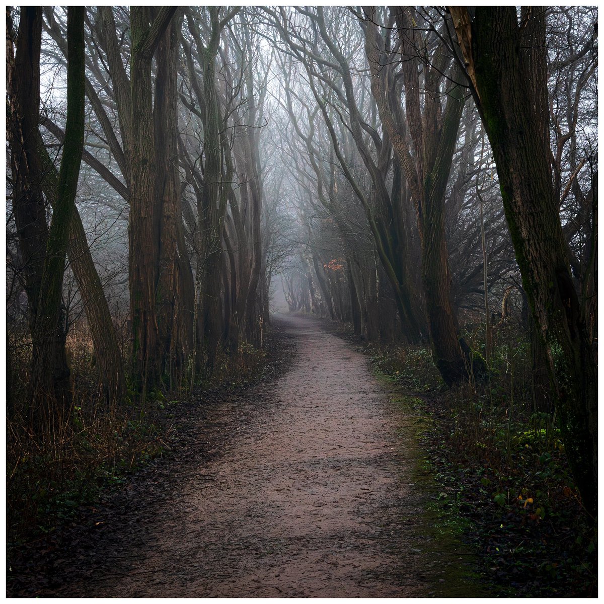 Early morning dog walk. #martholme #martholmegreenway