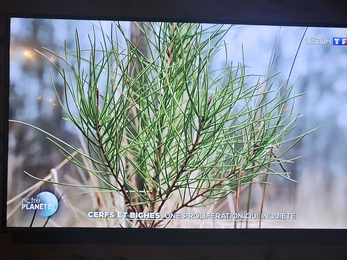 mikag53's tweet photo. Ce soir sur @TF1 quelques chiffres intéressants qui vont surprendre certains ( pas moi) en 40 ans la forêt a progressé de 25% , le nombre de cervidés × 11... j espère que certains ministères ne financent  pas des ONG pour écrire  l inverse...@fdsea53 @AgnesRunacher https://t.co/TDuWDV3R1b