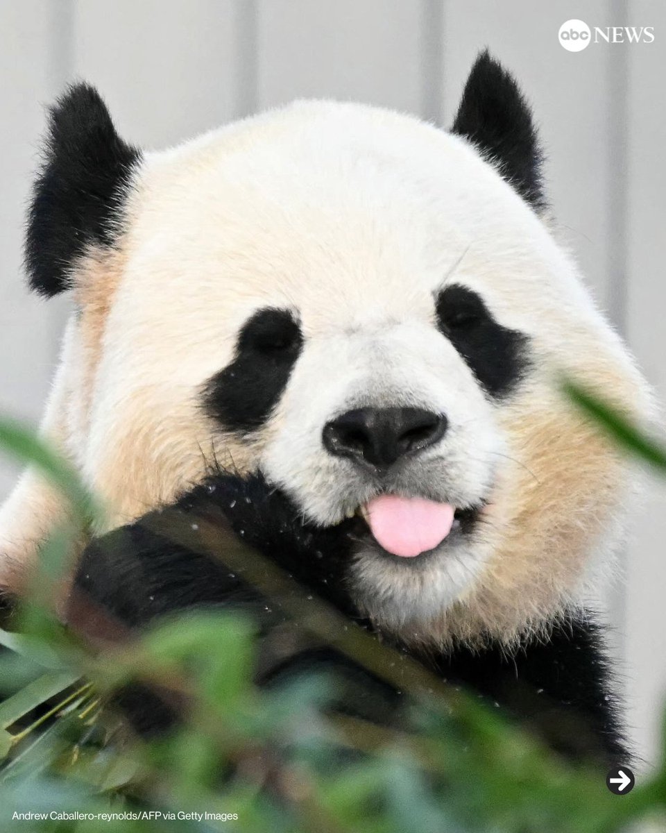 ABC's tweet photo. Giant pandas Bao Li and Qing Bao made their long-awaited public debut at the Smithsonian's National Zoo in Washington, D.C., on Friday, ahead of Lunar New Year next week.

Read more: https://t.co/MQpbSoDqS5 https://t.co/TsFfrOsgcV