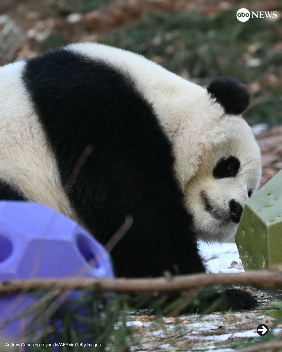 ABC's tweet photo. Giant pandas Bao Li and Qing Bao made their long-awaited public debut at the Smithsonian's National Zoo in Washington, D.C., on Friday, ahead of Lunar New Year next week.

Read more: https://t.co/MQpbSoDqS5 https://t.co/TsFfrOsgcV