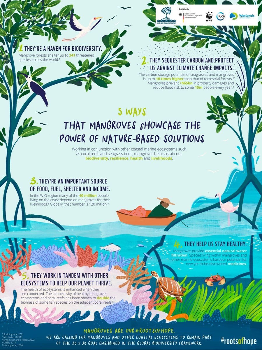 UN Biodiversity (@unbiodiversity) on Twitter photo #Mangroves are #biodiversity hotspots, climate defenders, & community lifelines. They shelter 341+ threatened species, store carbon 10x more effectively than terrestrial forests, & protect 15M+ people from floods annually.
via <a href="/Mangroves/">Global Mangrove Alliance</a> <a href="/WWF/">WWF</a> <a href="/IUCN/">IUCN</a> <a href="/WetlandsInt/">Wetlands International</a> #Mangroves are #biodiversity hotspots, climate defenders, & community lifelines. They shelter 341+ threatened species, store carbon 10x more effectively than terrestrial forests, & protect 15M+ people from floods annually.
via <a href="/Mangroves/">Global Mangrove Alliance</a> <a href="/WWF/">WWF</a> <a href="/IUCN/">IUCN</a> <a href="/WetlandsInt/">Wetlands International</a>