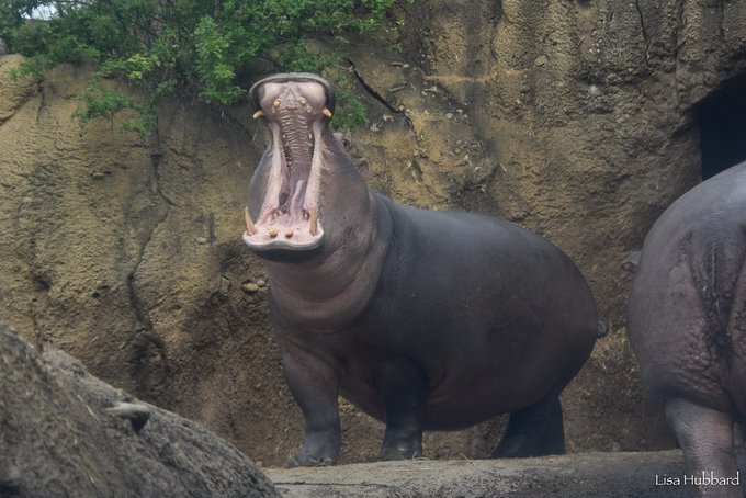 Fiona's unique, and adorable, birthmark on her upper gum is growing right along with her. Happy Birthday Fiona! cincinnatizoo.org/events/fiona-b…