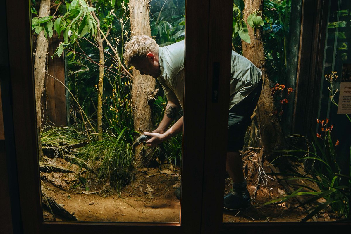 aucklandzoo's tweet photo. Eastern blue-tongued skink joins the Australian Bush Track! The goliath stick insect habitat has had a makeover—featuring the Eastern blue-tongue skink. Both can coexist within the habitat as stick insects are arboreal &amp; live in trees &amp; blue tongued skinks aren’t great climbers. https://t.co/8Som0NhEYI
