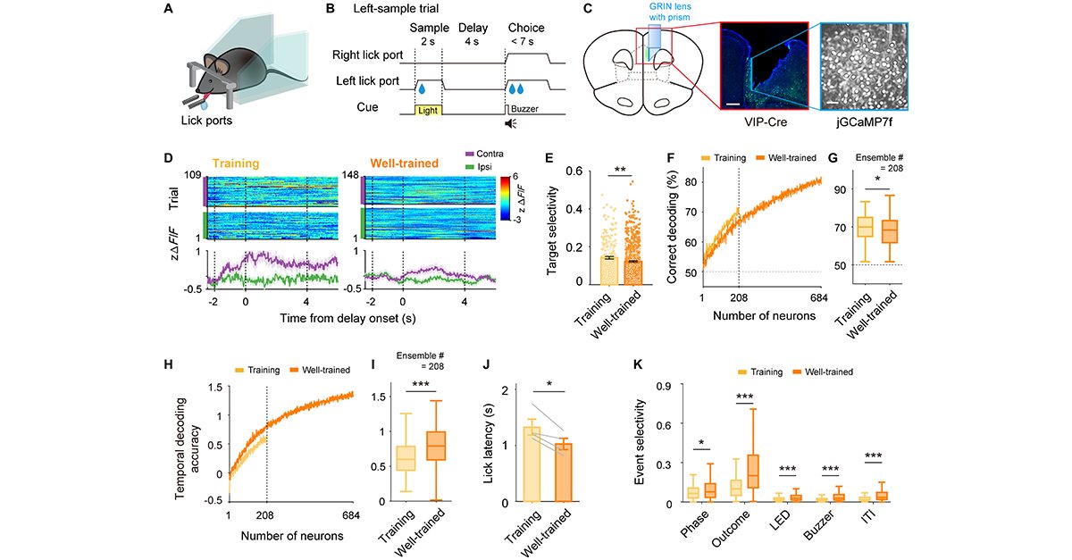 Inscopix's tweet photo. Shout-out to Bae et al. from @IBS_media for their work uncovering the role of cortical VIP neurons as a critical node for dopamine-modulated working memory. Their findings provide key insights into dopamine’s role in cognition and executive function.
▶️ https://t.co/4irQ9iPpzu https://t.co/sVPtFtjJC5