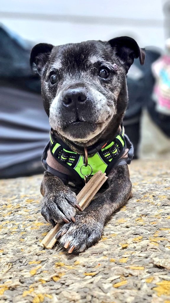 SeniorStaffy's tweet image. I can&apos;t get enough of this gorgeous photo of our newbie Charlie 😍😍
Doesn&apos;t he just look the cutest nugget, I could just scoop him up!
Hands up if you&apos;re with me on this one 🙌 seniorstaffyclub.co.uk #seniorstaffy #TeamZay #AdoptDontShop #rescuedog #adoptable #dog #FridayVibes