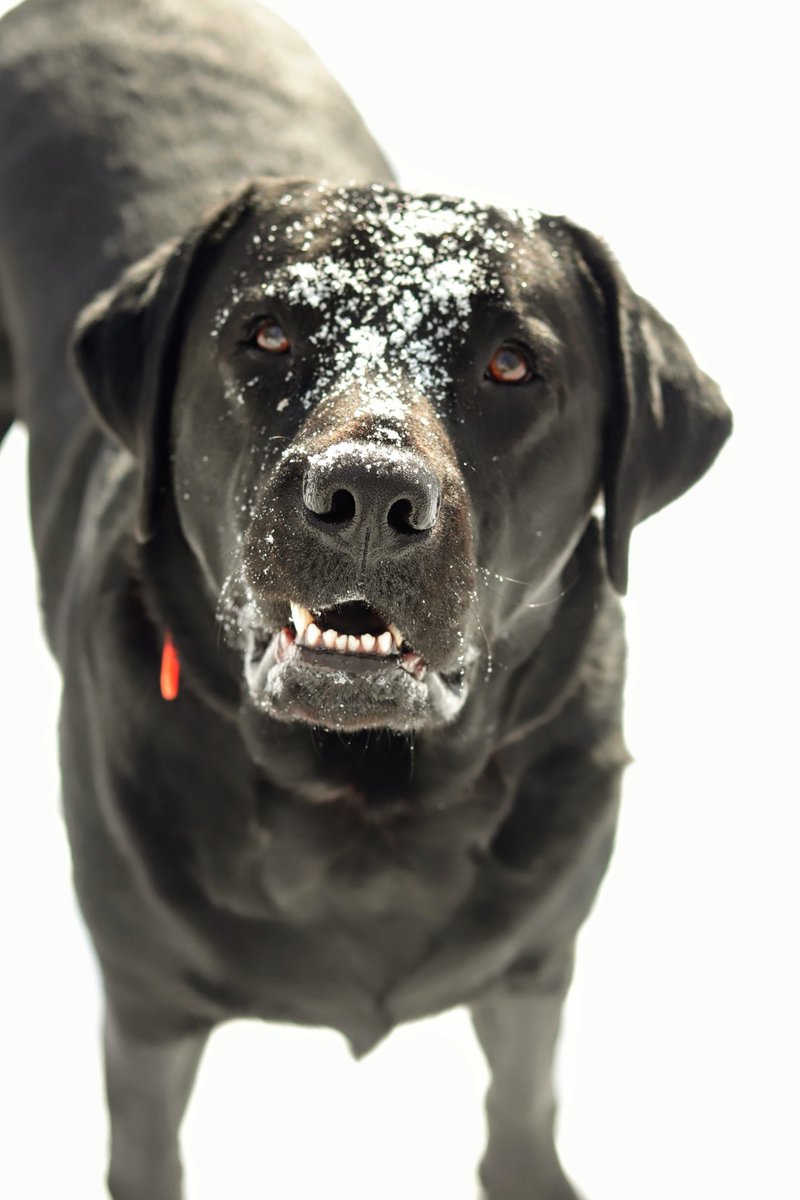 This dog loves the snow! #Cashthelab