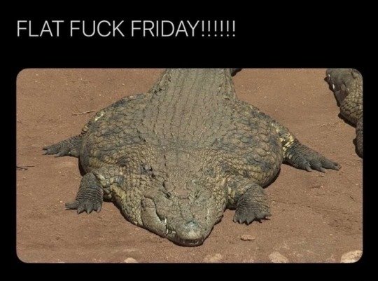 🦴 skellis 🦴 tweet media