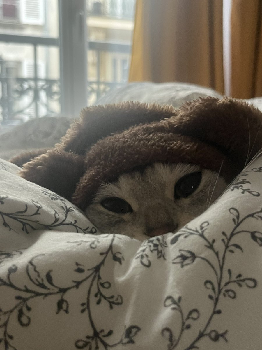 pushiponpon's tweet photo. 🧸🧸🧸 https://t.co/iXdY5jShoC