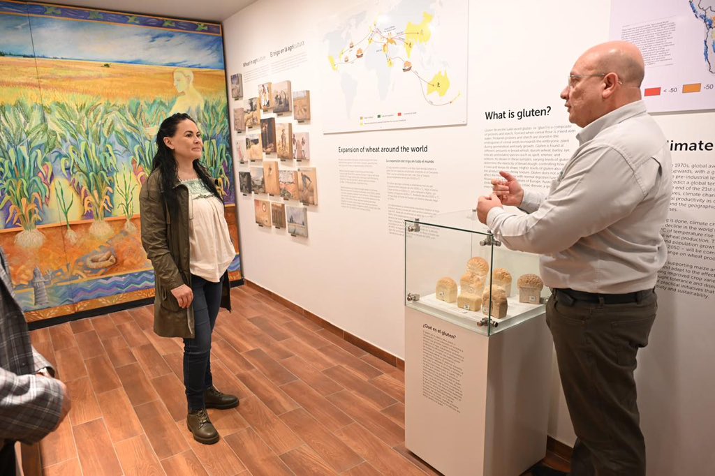 En reunión con <a href="/bramaccimmyt/">Bram Govaerts CIMMYT</a> del <a href="/CIMMYT/">CIMMYT</a>, <a href="/AlejandraDMV/">Alejandra Del Moral</a>, directora de la #AMEXCID, reiteró la invitación a trabajar juntos para fortalecer capacidades técnicas en 🇬🇹Guatemala, 🇭🇳Honduras y 🇸🇻El Salvador. A través del proyecto <a href="/SembrandoMx/">Sembrando Vida</a> se busca:

✅ Desarrollar sistemas
