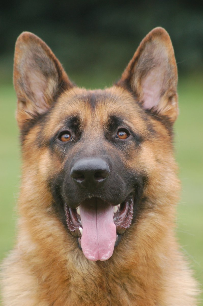 ccpdogs's tweet photo. “ You never know who is swimming naked until the tide goes out”
Warren Buffett.  #ccprotectiondogs. #protectiondogs #germanshepherd  #personalprotectiondog #familyprotectiondog https://t.co/o32WHRvd9m