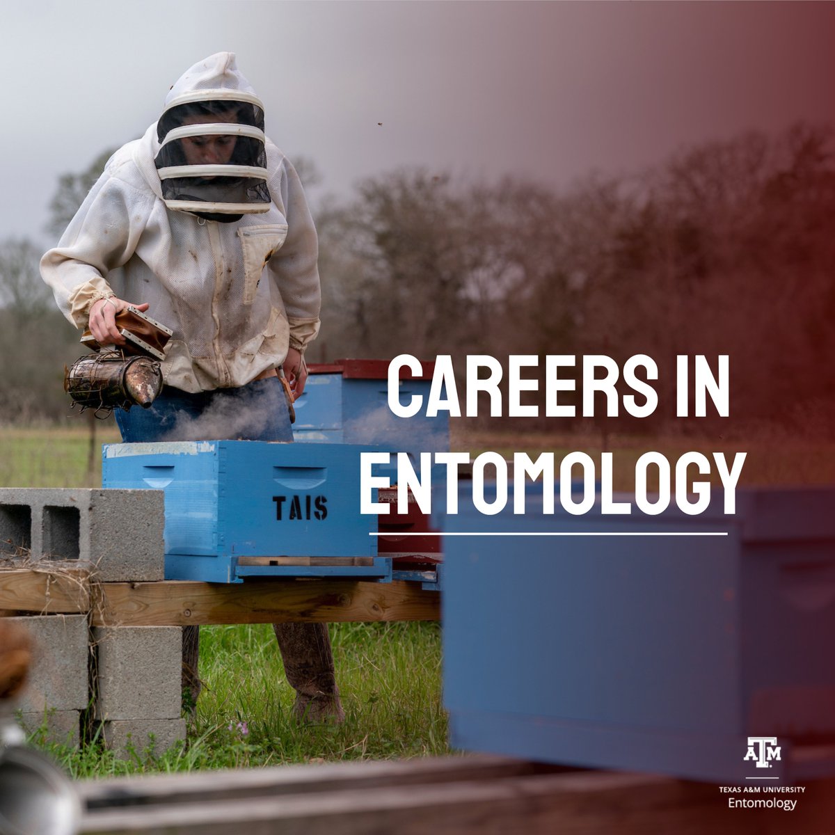 tamuentomology's tweet photo. Whether you are in a lab, field, or office, entomology careers are crawling with opportunities!  Earn your degree in entomology with us! 🐛🐜

Visit our program here:  https://t.co/BotB798N2f 

#TAMUBugs https://t.co/vqf9FqSLcg