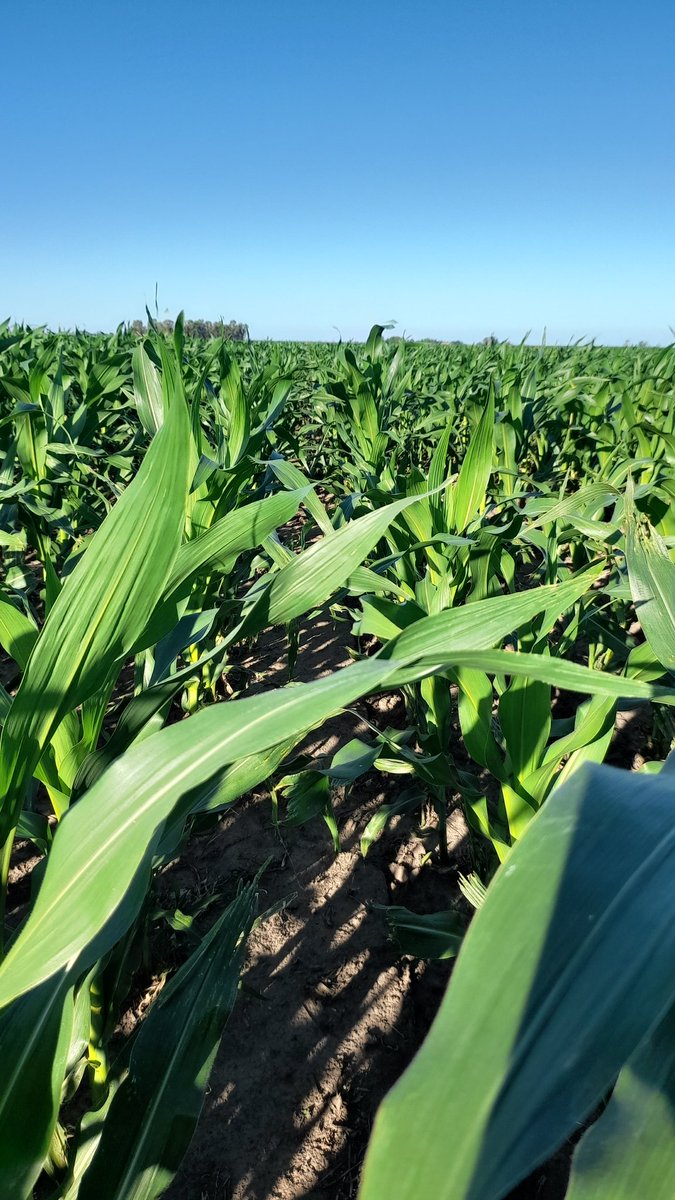 Mariano Martinez tweet media