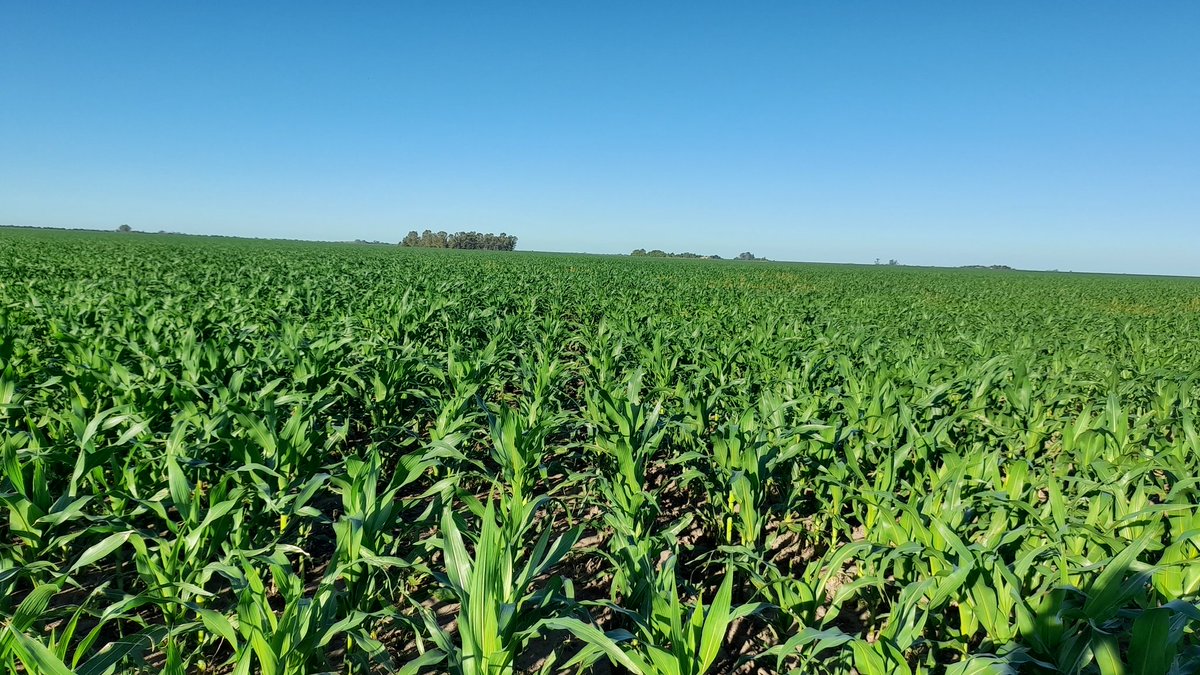 Mariano Martinez tweet media