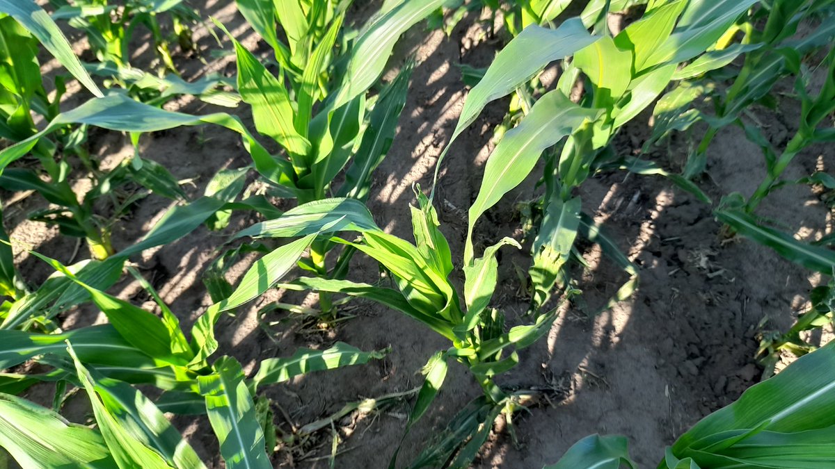 Mariano Martinez tweet media