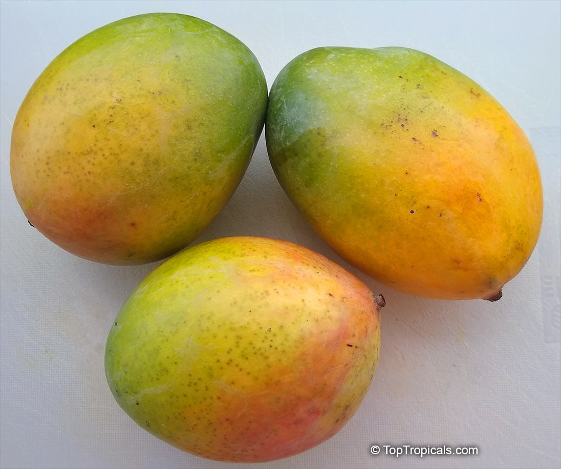 toptropicals's tweet photo. 🏆 Ten best #fruit trees to grow in #Florida and #Southernlandscapes.
# 1: Mango Tree.
🥭 #Mangotrees (Mangifera indica) are a Florida #garden essential, and if you own one, you're truly embracing the Sunshine State's spirit!
🥭 Delicious, #NutritiousFruit: Known as the "King of Fruits," packed with #vitamins and fiber.
🥭 Fast-Growing & Low-Maintenance: Thrives with minimal water once established, and is heat-tolerant.
🥭 Quick Fruit Production: #Graftedtrees produce right away and you can expect large #crops in just 2-3 years.
🥭 #ColdProtection: Young trees need protection from frost, but mature trees handle cold better.
🥭 Compact Varieties Available: Dwarf "condo" mangoes are perfect for containers and smaller spaces.
🥭 Grafted Varieties for the Best Taste: When selecting a mango tree, be sure to choose a #graftedvariety for an immediate payoff of high-quality, fiberless fruit. Grafted trees will produce sweet and flavorful mangos right away, unlike #seedling trees, which can take up to 7-8 years to bear fruit. Opting for a grafted variety ensures that you enjoy the full, vibrant sweetness of mangoes.
🛒 Shop Mango varieties:
https://t.co/xs0Gqs86Rq
#Food_Forest #Mango