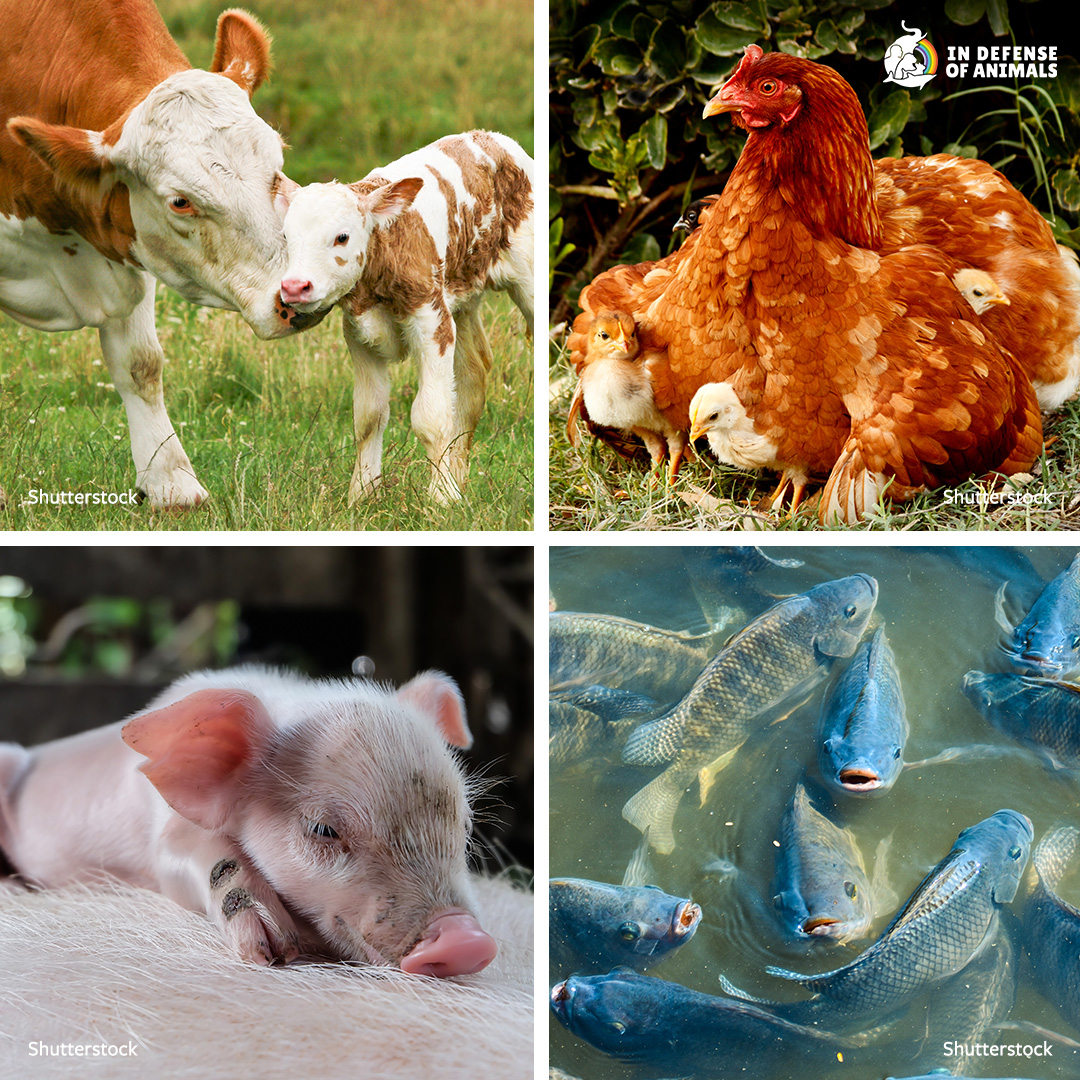 Farmed animals feel joy, grief, love, and pain—just like dogs and cats. 🐮🐷🐔
They want to live, not suffer. Choose compassion. 🌱
Learn more: bit.ly/4jtqCGA
Pls RT and support our work: bit.ly/3WUxRxR
#GoVegan #AnimalRights #EndAnimalSuffering