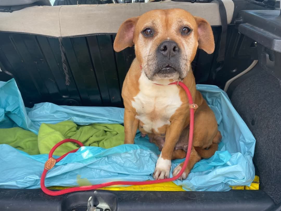 tiziana_55's tweet photo. Ricevo,ANGELIKA è stata mollata in canile e ancora non capiamo il perché. È una tg
contenuta e ha già circa 8 anni
Sterilizzata,compatibile con tutti i suoi simili, dolcissima...ama le 
 persone,è a Palermo ma per adozione arriva ovunque 
Per info whats app 3338564415 https://t.co/bsorBpUq8Y