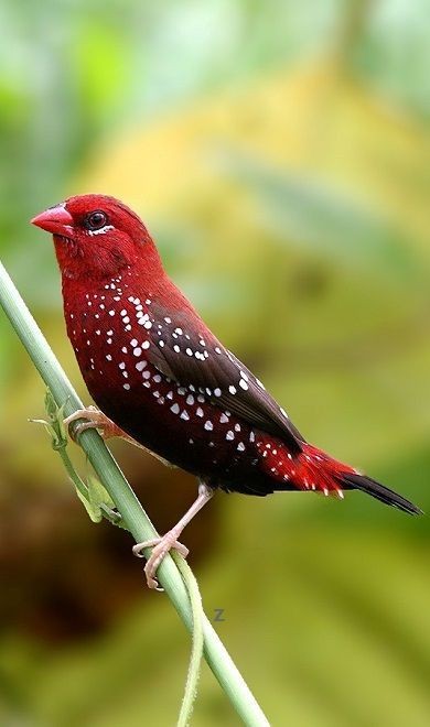 Untamedpath's tweet photo. "A splash of crimson in the green - the stunning Strawberry Finch." #strawberryfinch #redavadavat #birdsofinstagram #birdphotography #naturephotography #wildlife #featheredfriends https://t.co/RjzPuiaFbg