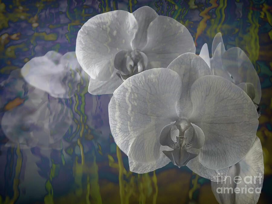 Ros_A_TurnerOL's tweet photo. Smooth orchids petals contrasting with the vibrant and swirling hues behind them
#photography #flowersphotography #digitalcomposite #BuyIntoArt https://t.co/YfzdBv99pG