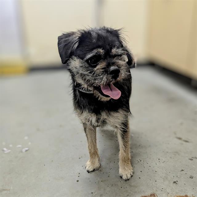 vcd2sup's tweet photo. This sweet guy is looking for a home and so are many of his friends. If you’ve been thinking about adding a pet to your family, now is the perfect time to adopt. Come meet him and the others waiting for their forever homes. @VCAnimalService #homesneeded #vcanimals #pets #letshelp https://t.co/MJ7PH54mxq
