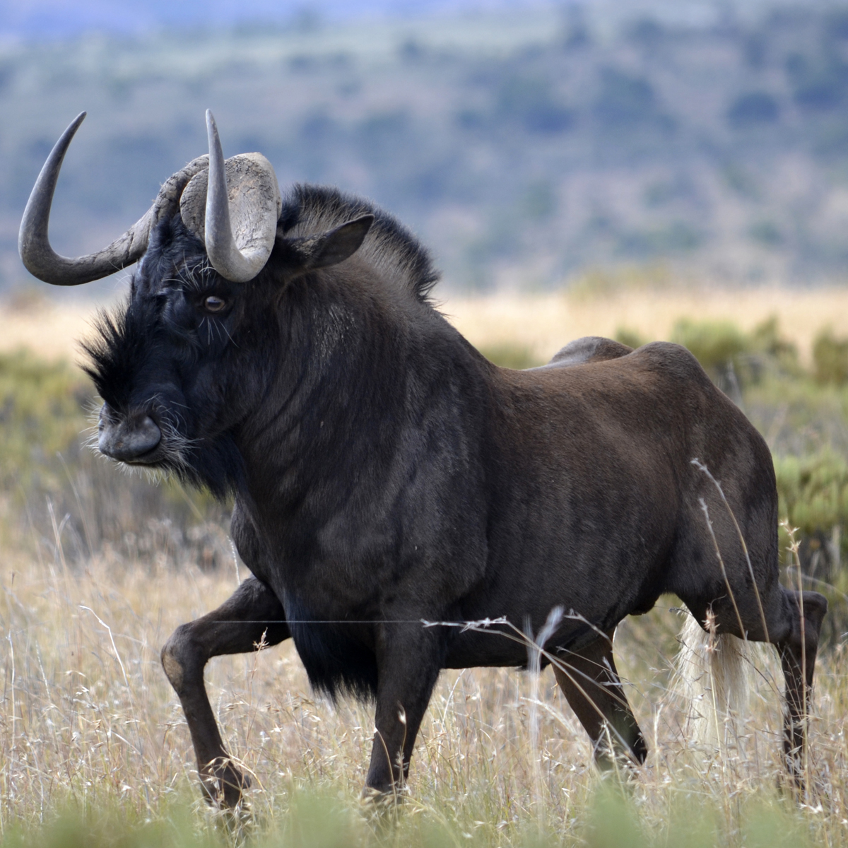 SEGAmastergirl's tweet photo. Black wildebeests are so cool looking. https://t.co/kXLFA0Xlxp