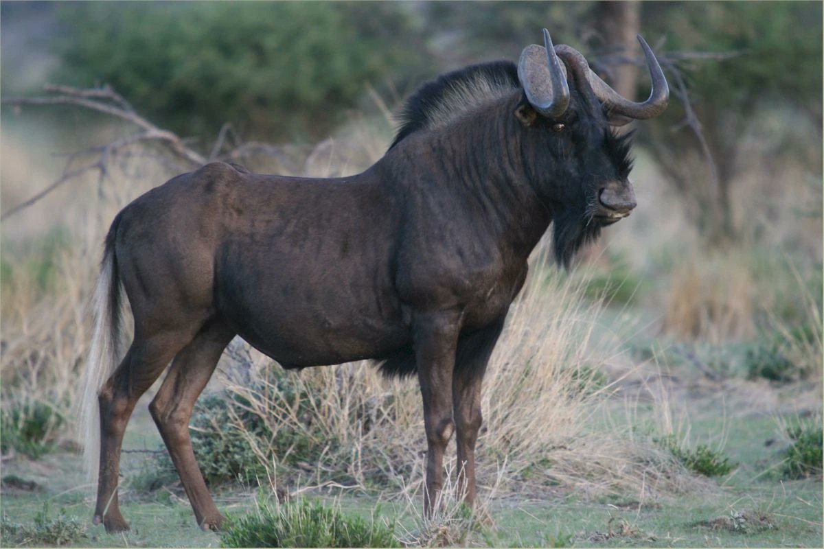 SEGAmastergirl's tweet photo. Black wildebeests are so cool looking. https://t.co/kXLFA0Xlxp