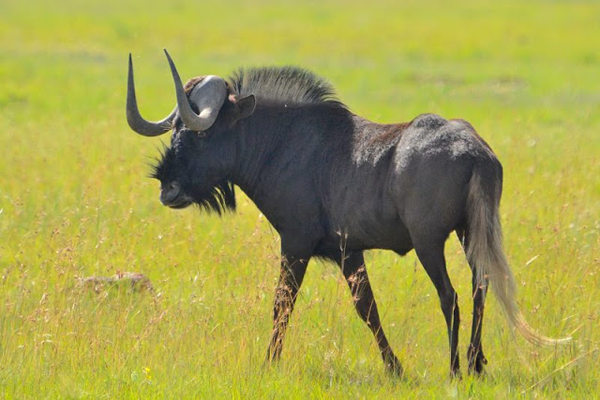Black wildebeests are so cool looking.
