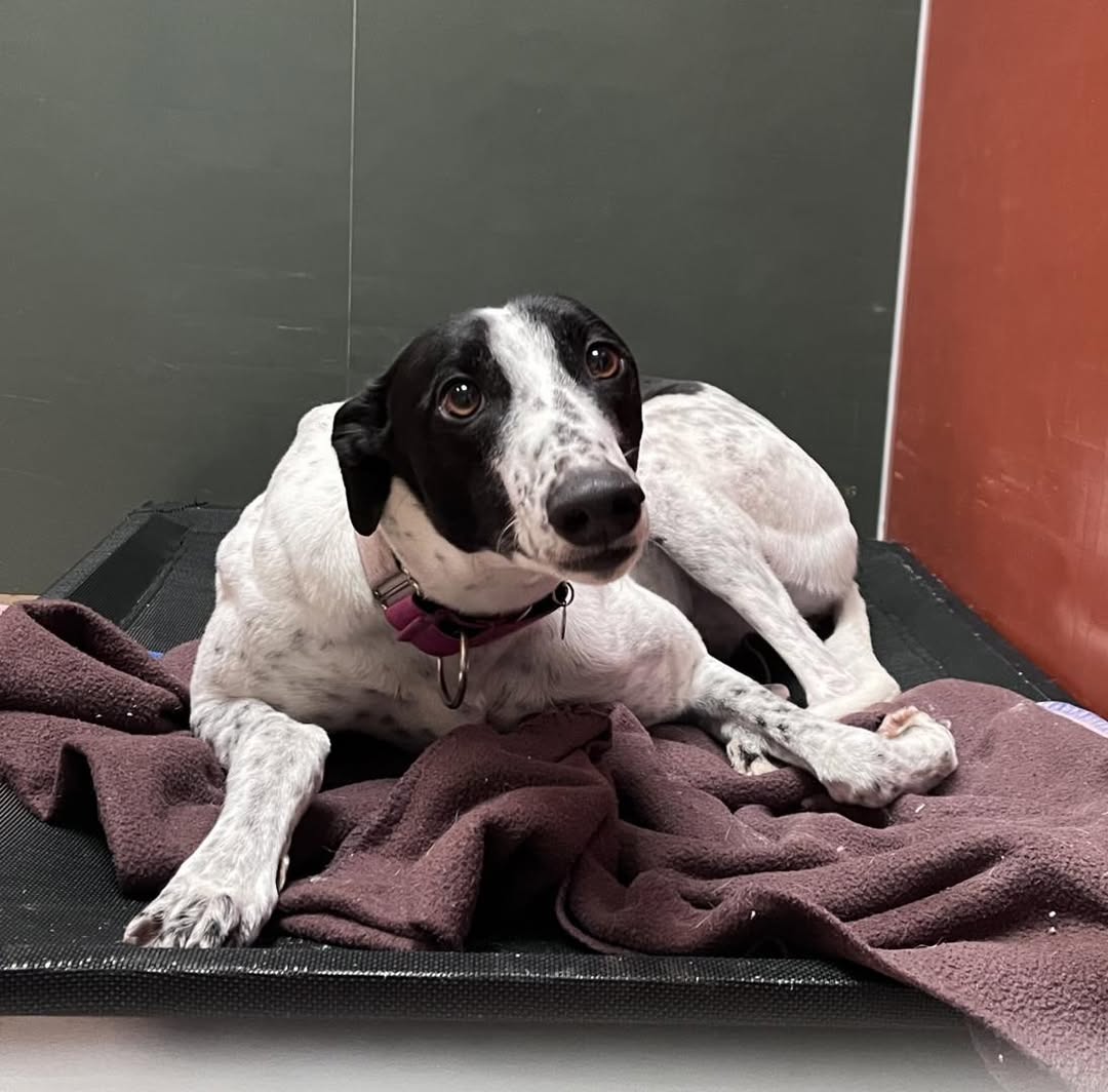 AdoptionsUk's tweet photo. Please retweet to help Brenda find a home #Derbyshire #UK 💖 BRENDA “Brenda is our longest stay Greyhound!  She’s been with us since July 2023!! Yep… 1.5yrs!!  She’s 4yrs old, and has a real sweet nature! She can be cheeky, and can get a bit ‘silly’ when excited! She has been know💖 other small furries! 
Whilst Brenda does get along with most other dogs when out on walks - particularly the other sight hounds, she can be a little over the top which some dogs find intimidating!  
Due to her past behaviour in the home - the mouthing etc, we wouldn’t be able to rehome Brenda with young children.  She is a super friendly and affectionate girl! She loves people, and is a firm favourite amongst the volunteers! She always enjoys fuss, and is one of the dogs who benefits from day trips out by the volunteers… where she is reported to be impeccably behaved!  We really hope it’s Brenda’s time to find a new home soon!” Details or apply for Brenda below 👇https://t.co/JadZL0VDmE

#Derby #England #Adoptdontshop #rescuedogs #Greyhound #Greyhounds  Ashbourne Animal Welfare #Derbyshire #UK