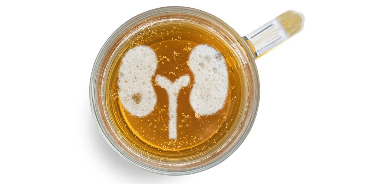 BeerPedia's tweet photo. Ποια Είναι Η Πραγματική Επίδραση Της Μπύρας Στα Νεφρά https://t.co/e9CaXNcCuk #beerpedia #beerhealth #beernews #beerblog #μπύρα #beer #bier #biere #birra #cerveza #pivo #ol #olut #alus https://t.co/OrhaHlm7Rm