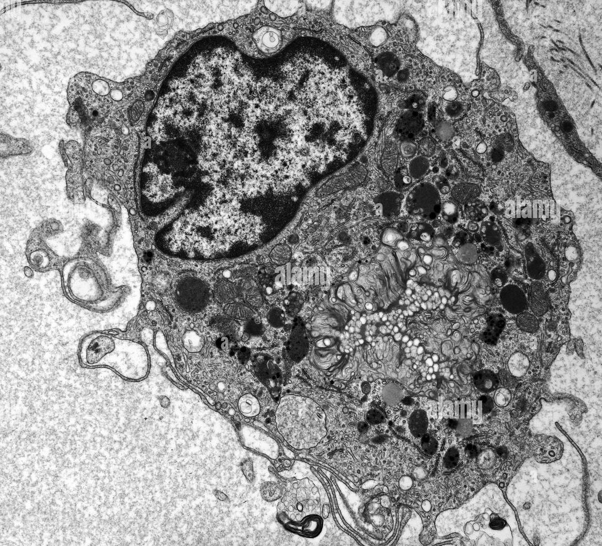 megghydonald's tweet image. 🖤 REPUTATION as MACROFAGI - i veri villains che &quot;ok tu non mi piaci, ti elimino&quot; però con la controparte cucciolosa perché vogliono il bene del tessuto