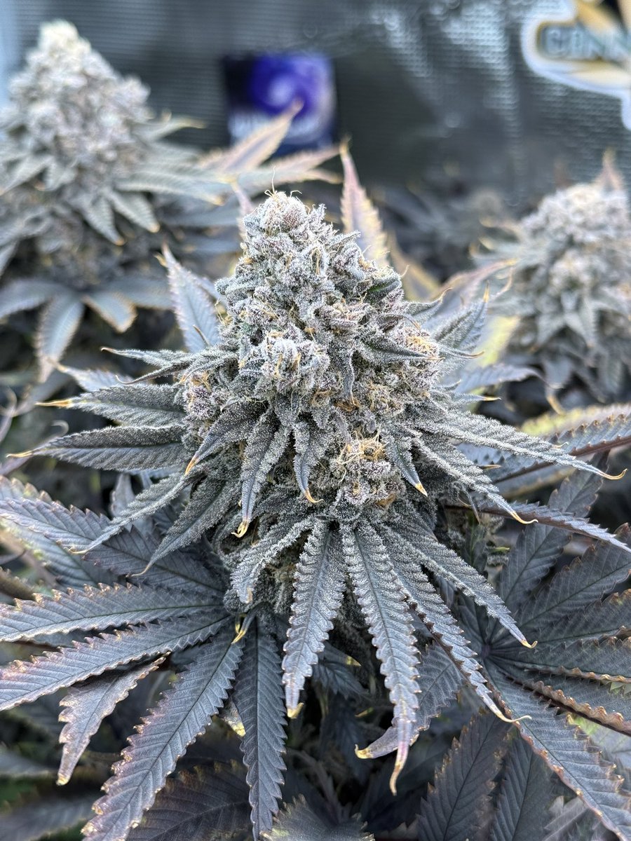 710EastCoast's tweet photo. #tropicalcooler #atlasseed @atlasseedf1s #cannafam #organic #organico #organicgrowing #marshydro @MarsHydroLight #adonislivingsoil @Adonis_442 https://t.co/cJjOfCFE7R