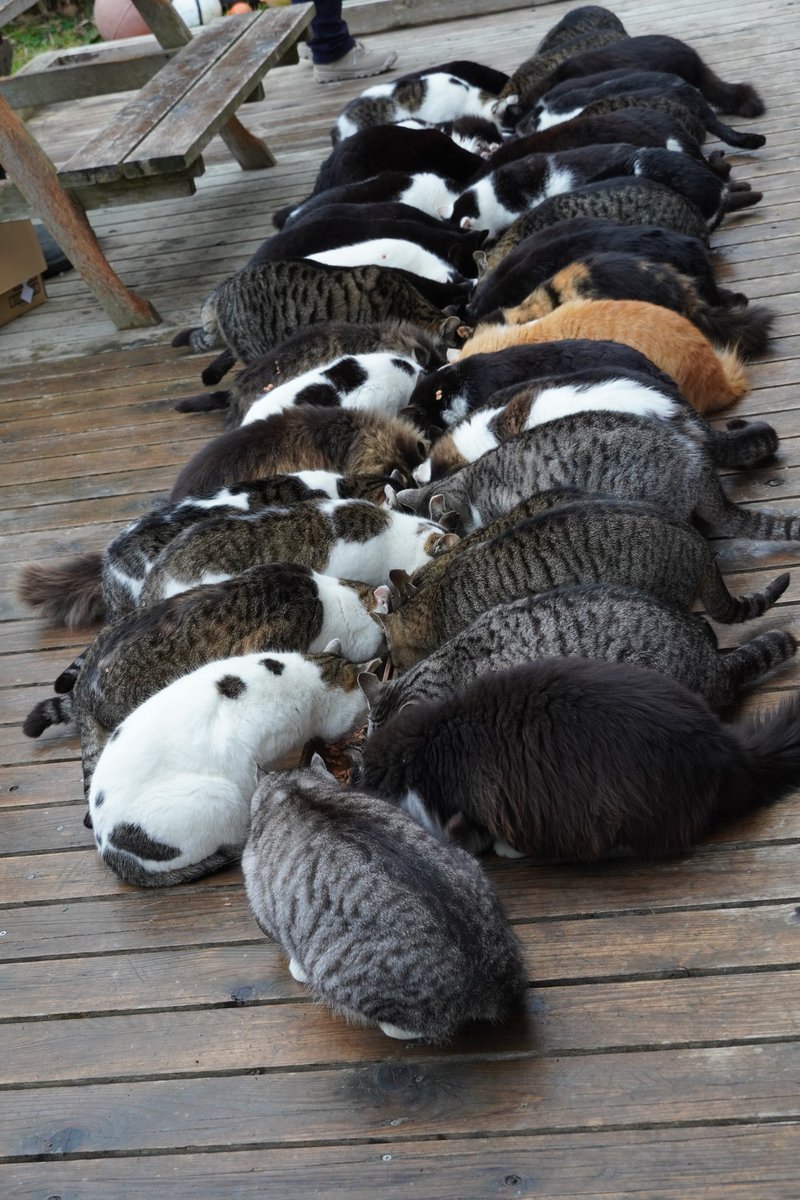 田代島猫散歩2 (@tashiro_shima) / Posts / X