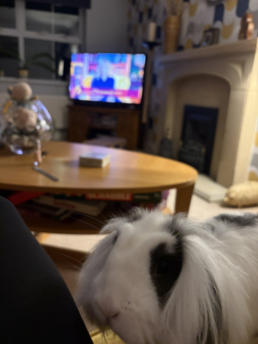 Yes you’re right Glitch… <a href="/the_traitors_/">The Traitors HQ</a> final is SO tense 😬🤯🐰❤️🤣
#rabbit #bunnies #Traitors #TraitorsUK